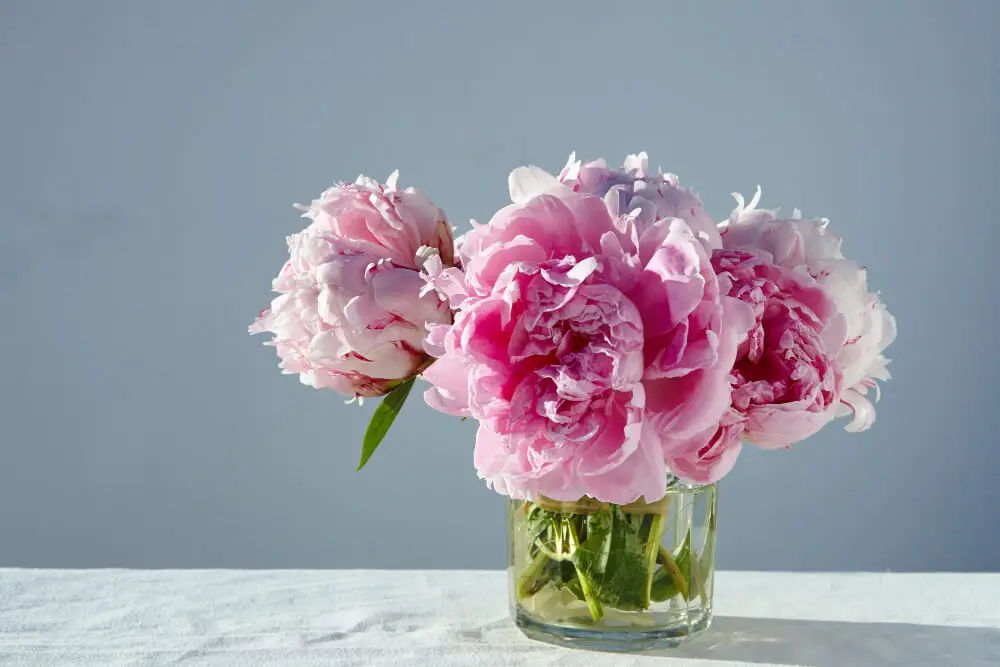 Peony Vs Hydrangea | Explore The Differences