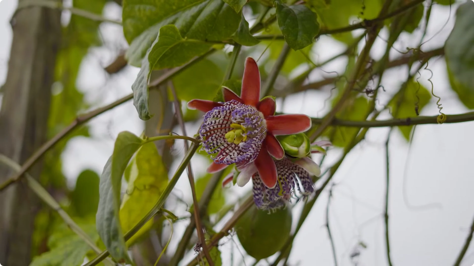 10 Mysterious Indoor Plants from the Amazon Jungle screenshot 1