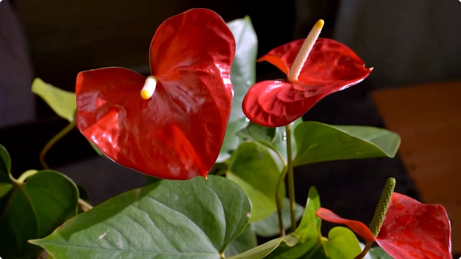 10 Mysterious Indoor Plants from the Amazon Jungle screenshot 10