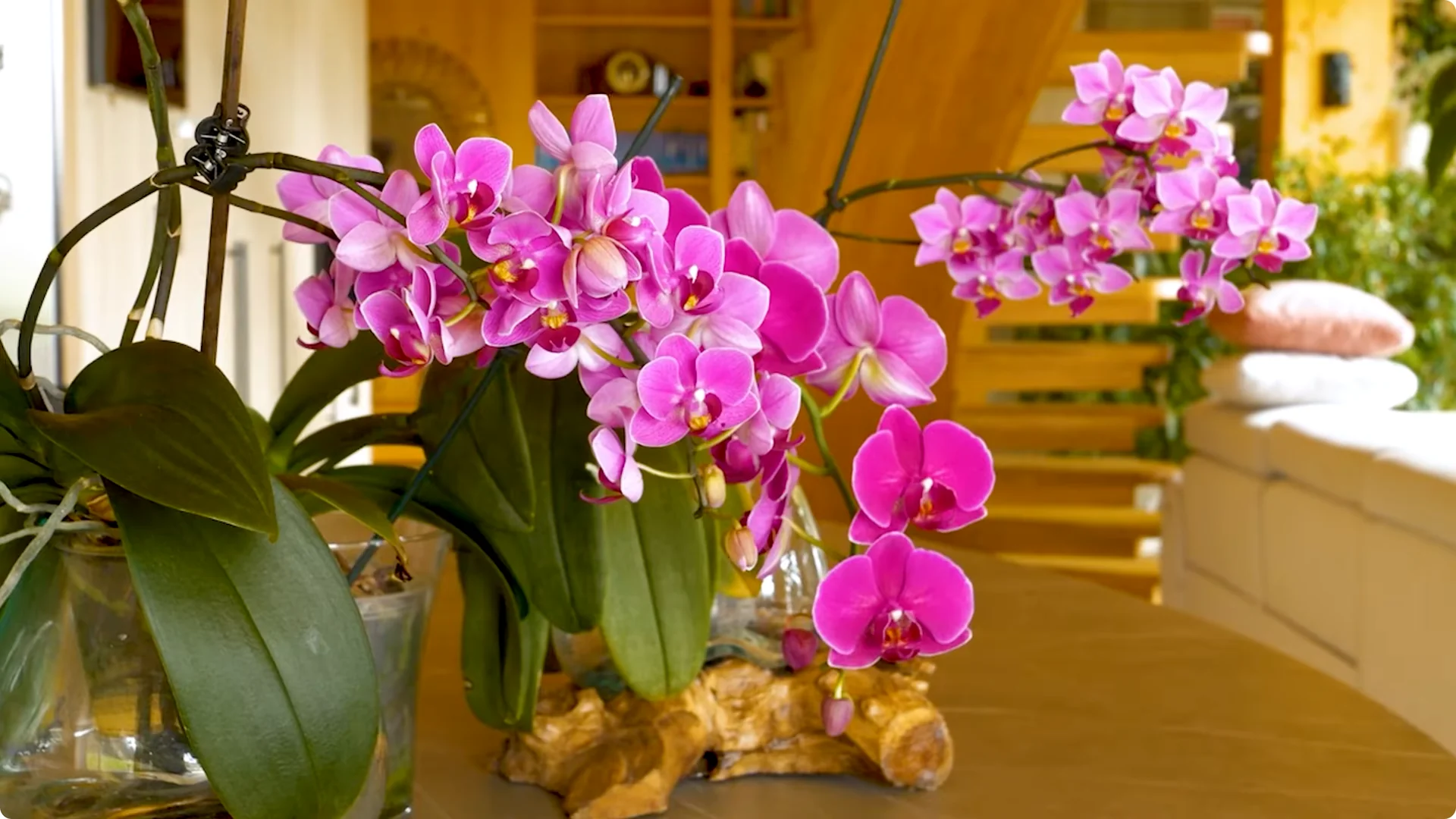 10 Mysterious Indoor Plants from the Amazon Jungle screenshot 2