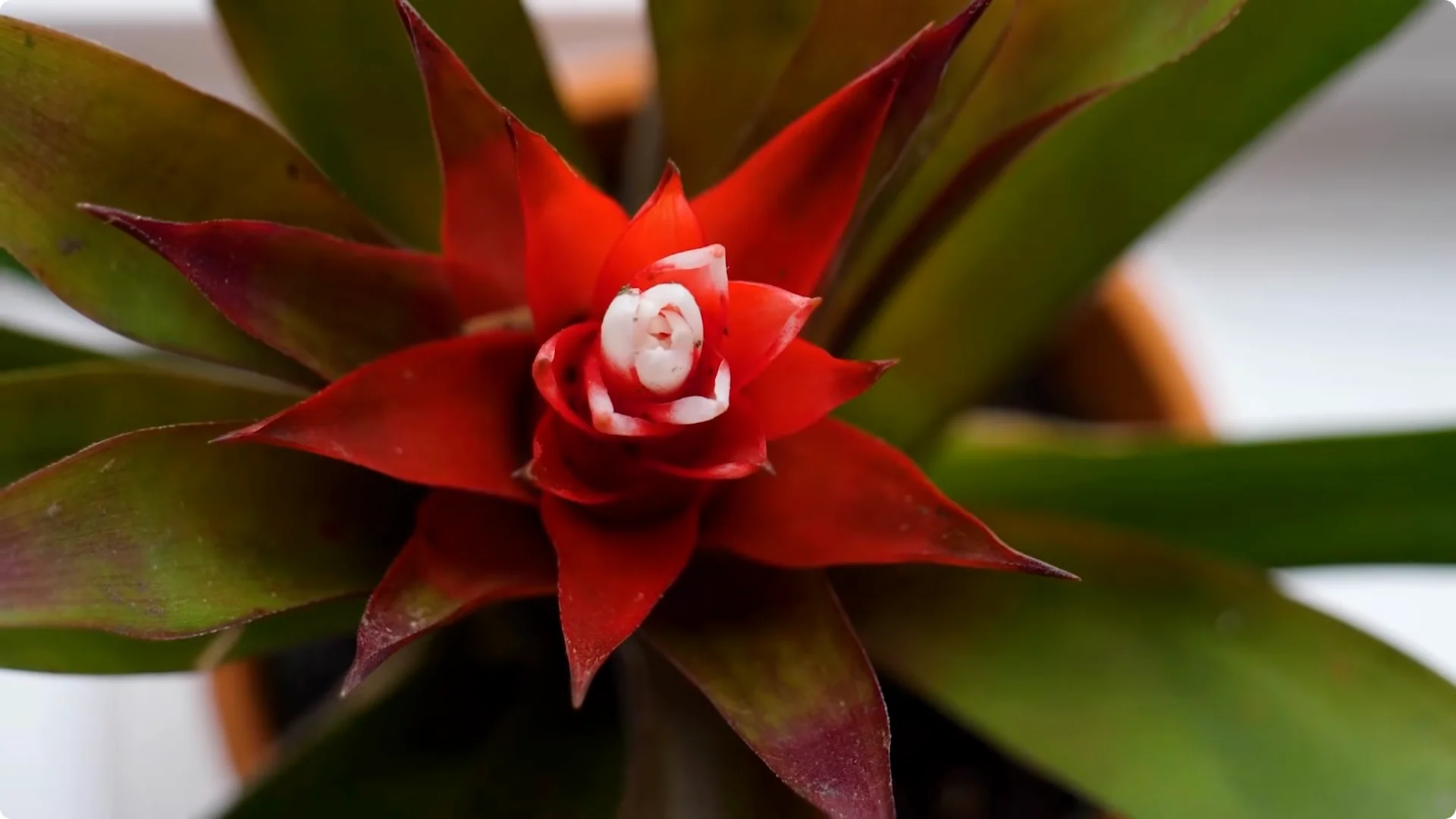 10 Mysterious Indoor Plants from the Amazon Jungle screenshot 3