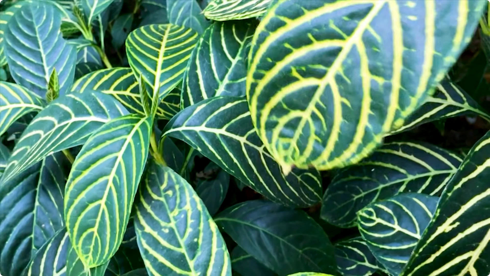 10 Mysterious Indoor Plants from the Amazon Jungle screenshot 5