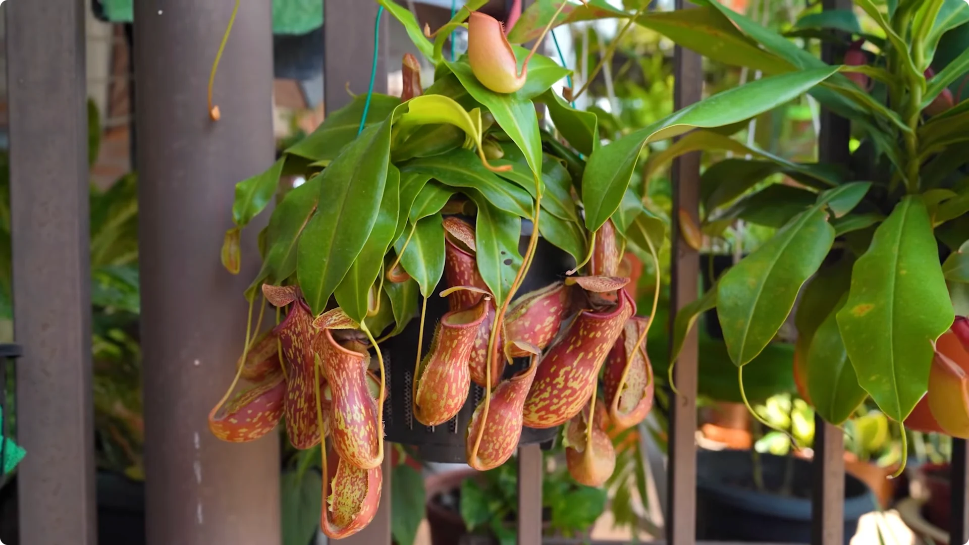 10 Mysterious Indoor Plants from the Amazon Jungle screenshot 6