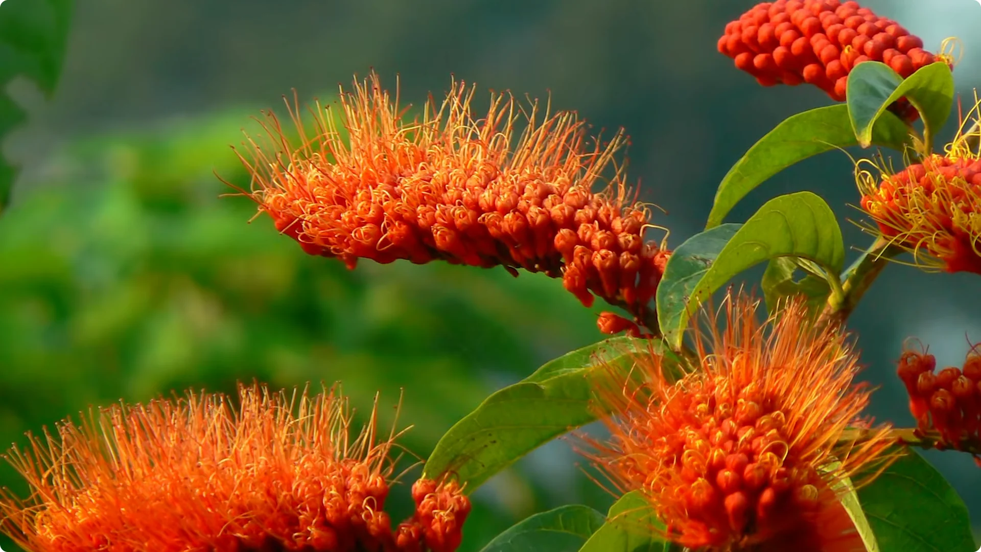 10 Mysterious Indoor Plants from the Amazon Jungle screenshot 7