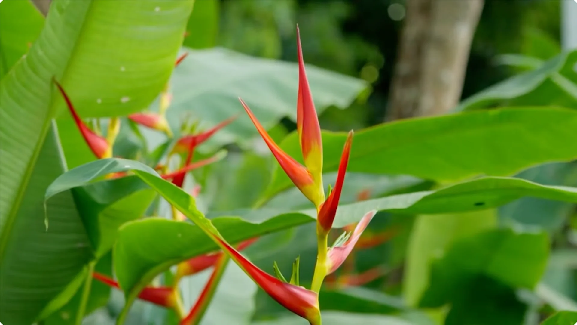 10 Mysterious Indoor Plants from the Amazon Jungle screenshot 8