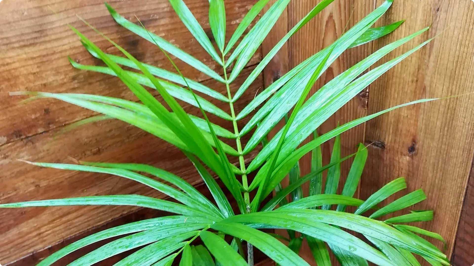 10 Mysterious Indoor Plants from the Amazon Jungle screenshot 9