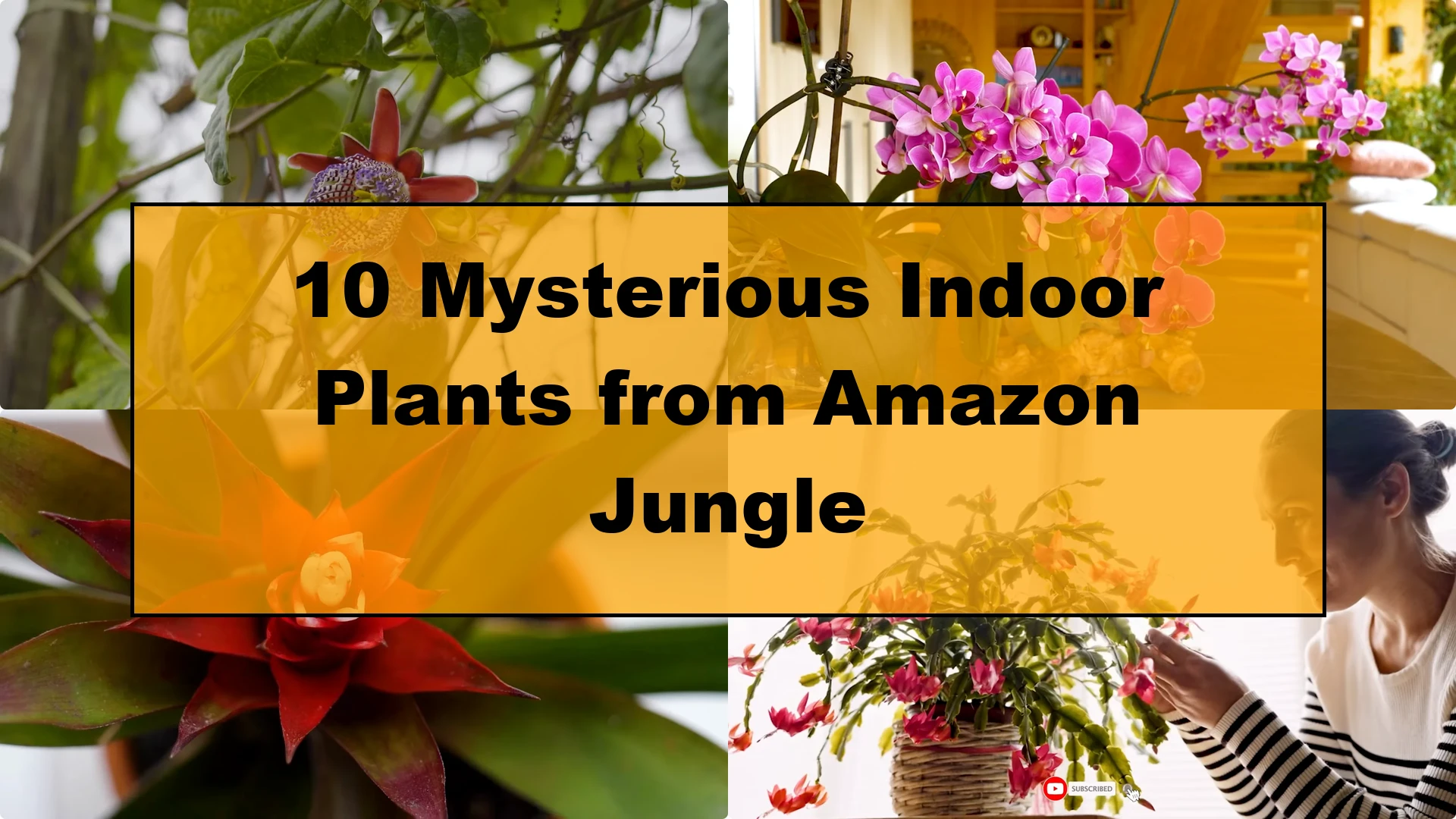 10 Mysterious Indoor Plants from the Amazon Jungle - Featured Image