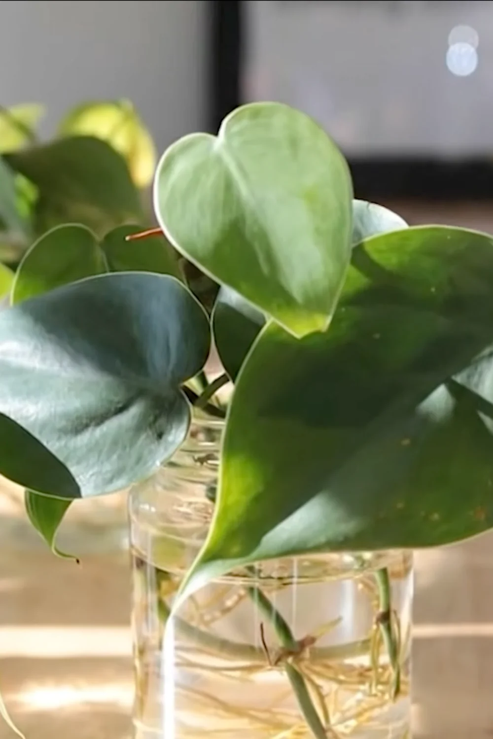 32 Amazing Indoor Plants That Grow in Water screenshot 1