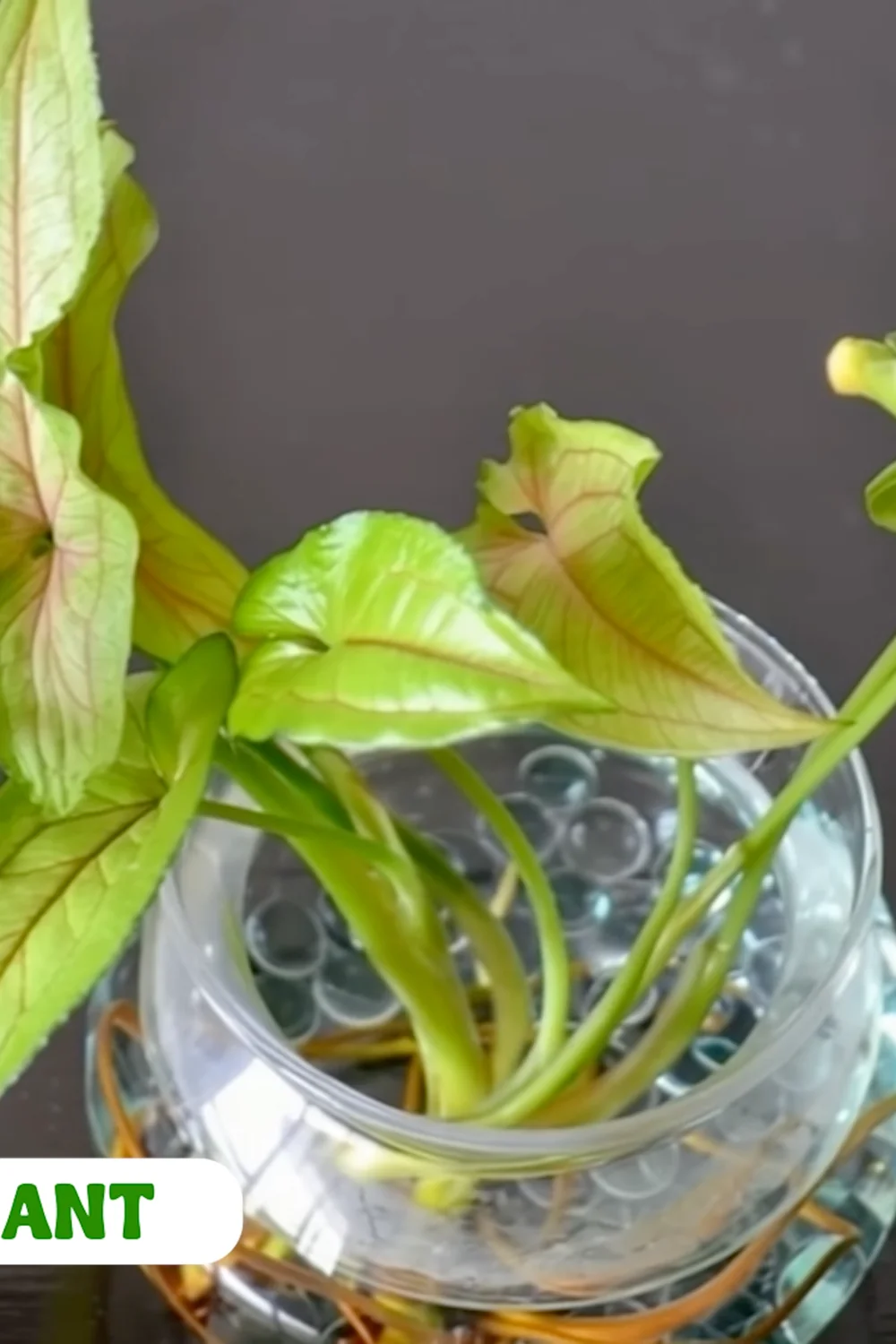 32 Amazing Indoor Plants That Grow in Water screenshot 10