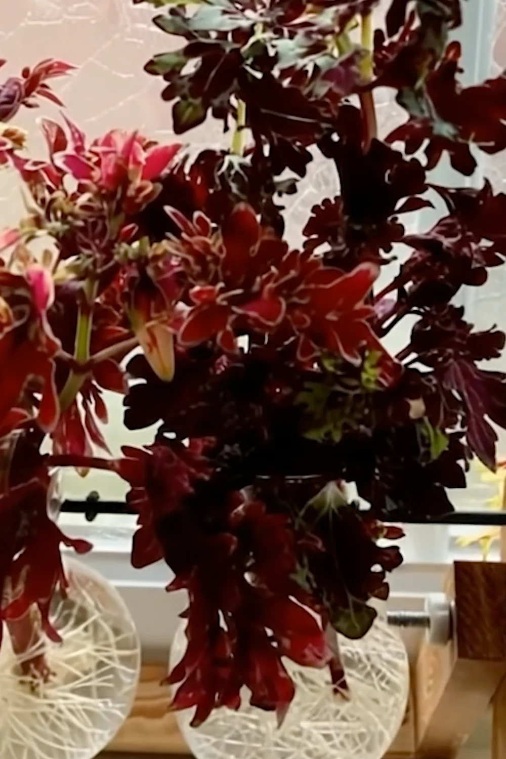 32 Amazing Indoor Plants That Grow in Water screenshot 11