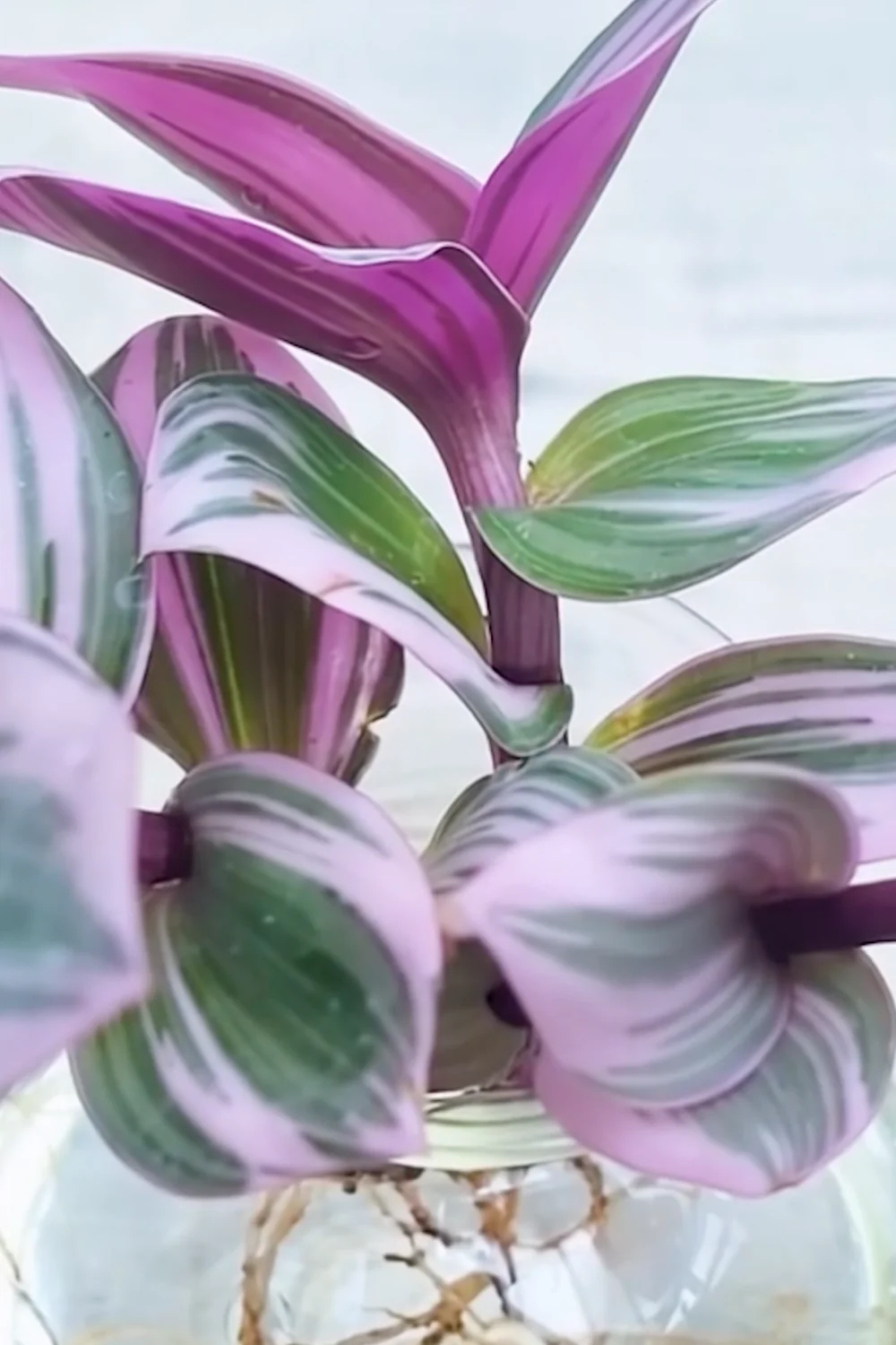 32 Amazing Indoor Plants That Grow in Water screenshot 12