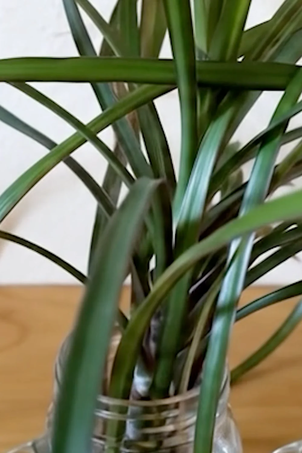 32 Amazing Indoor Plants That Grow in Water screenshot 13