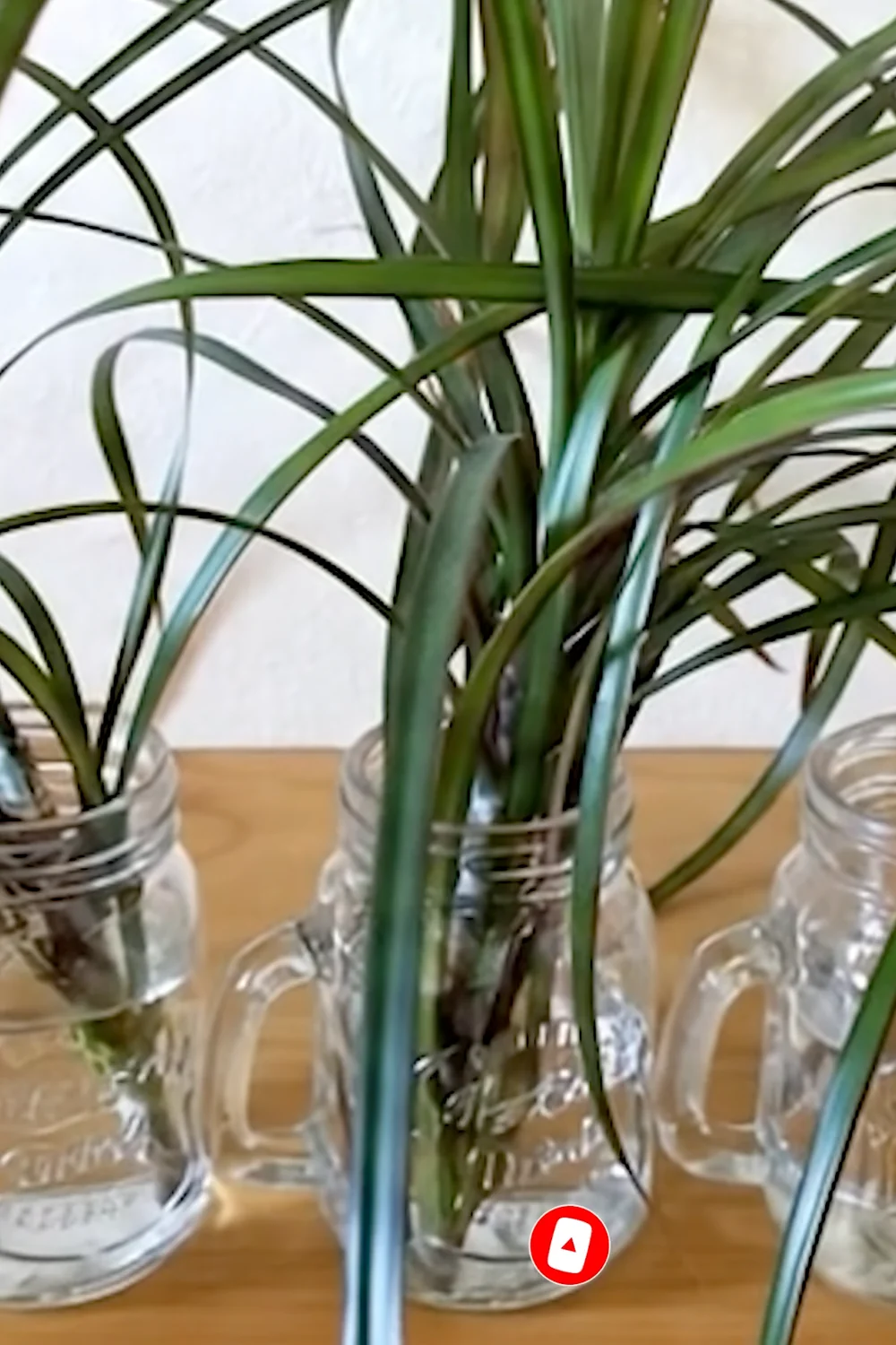32 Amazing Indoor Plants That Grow in Water screenshot 14