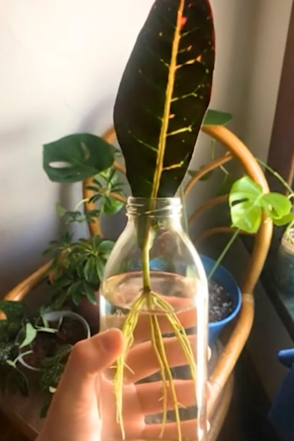 32 Amazing Indoor Plants That Grow in Water screenshot 15