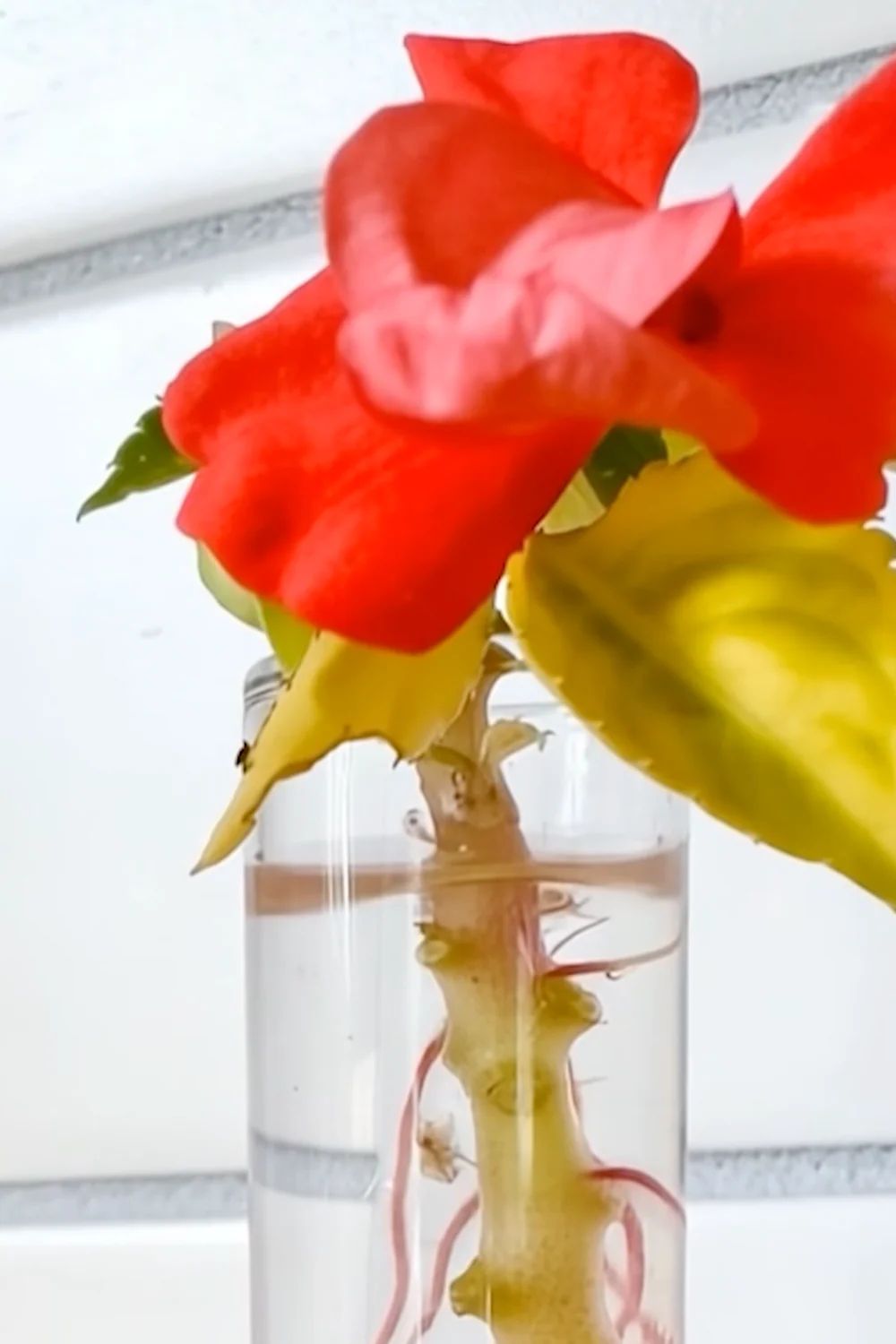 32 Amazing Indoor Plants That Grow in Water screenshot 16