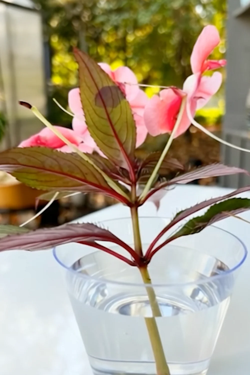32 Amazing Indoor Plants That Grow in Water screenshot 17