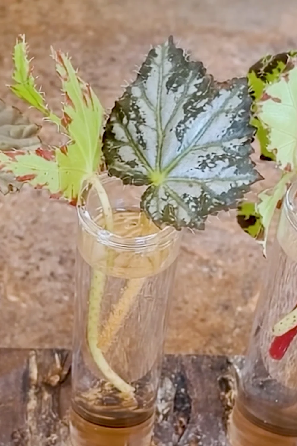 32 Amazing Indoor Plants That Grow in Water screenshot 18