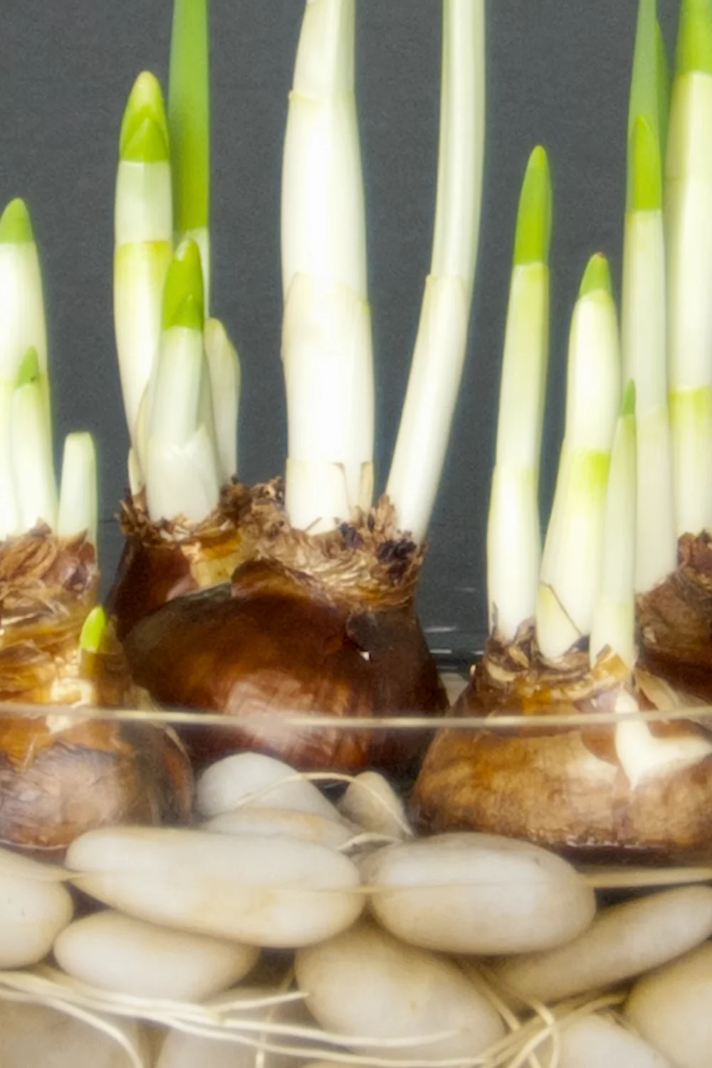 32 Amazing Indoor Plants That Grow in Water screenshot 19