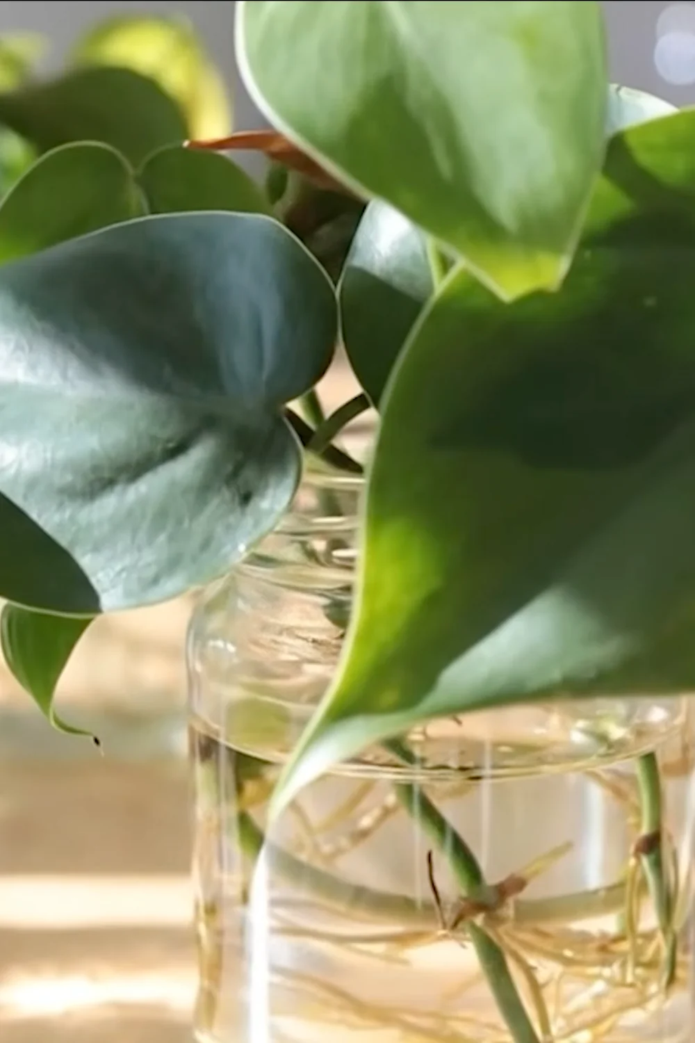 32 Amazing Indoor Plants That Grow in Water screenshot 2