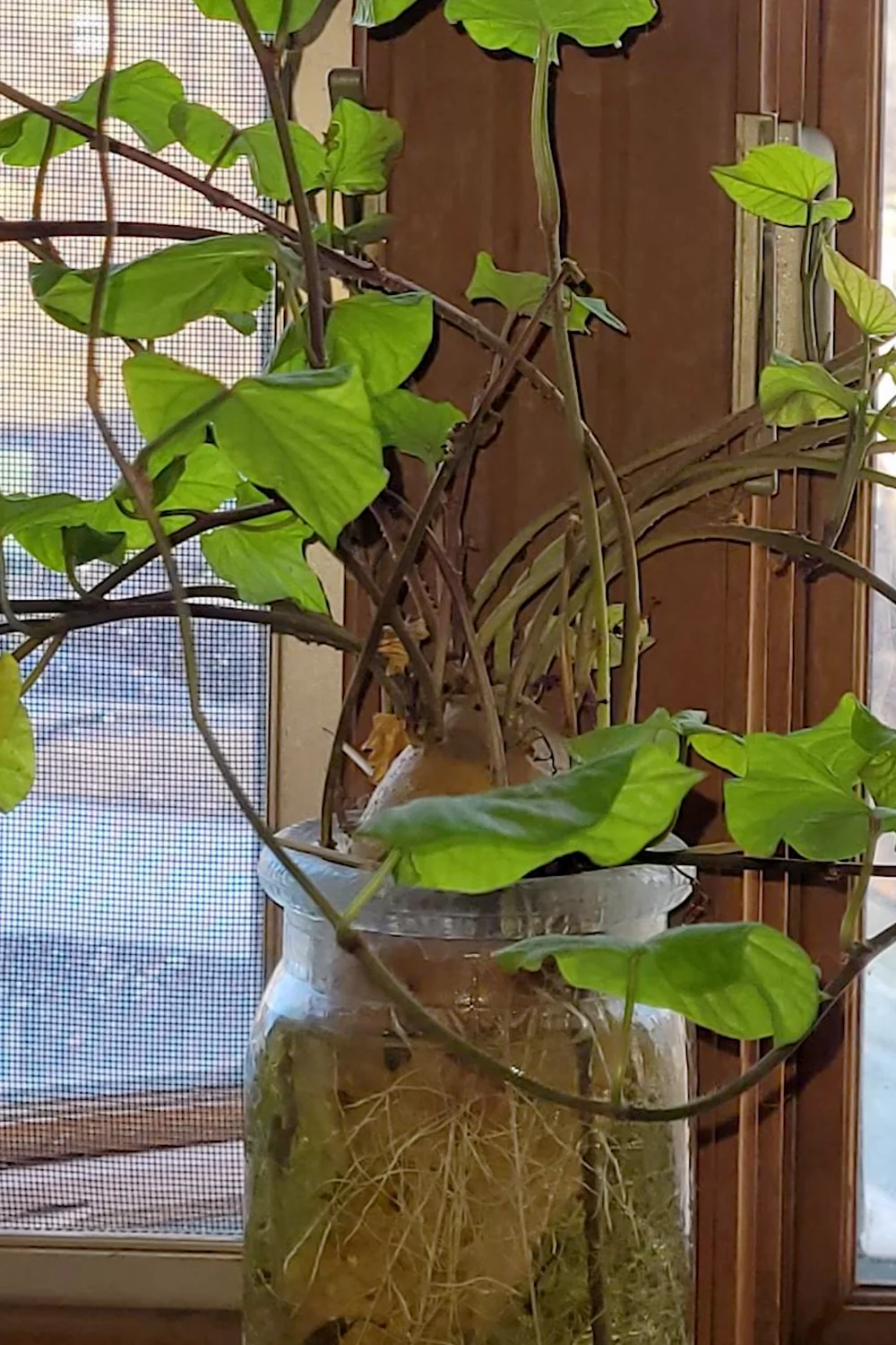 32 Amazing Indoor Plants That Grow in Water screenshot 20