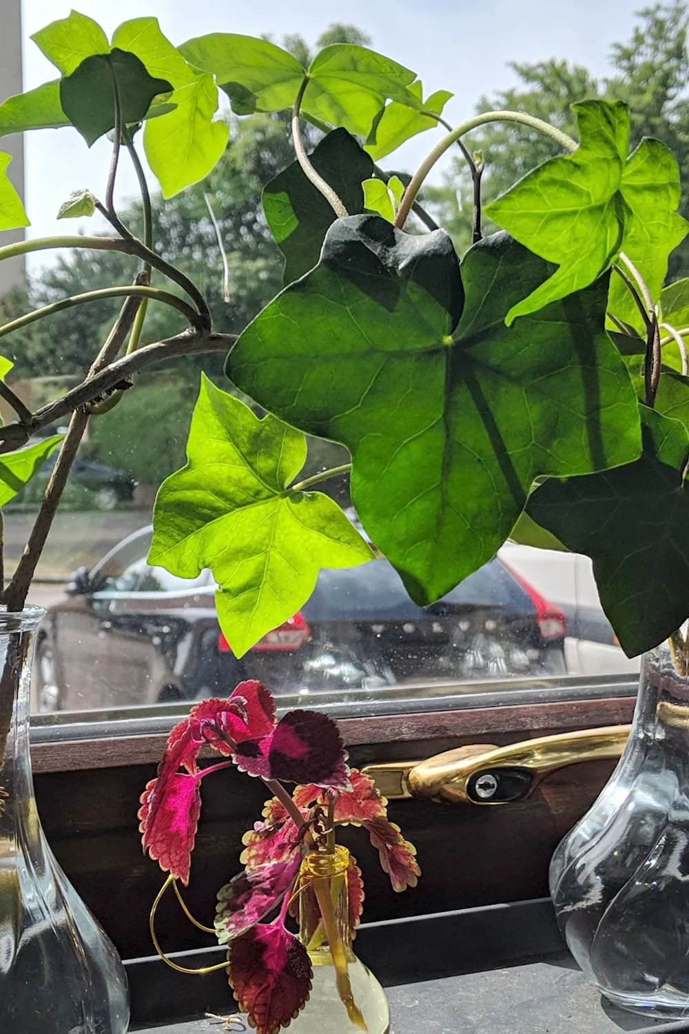 32 Amazing Indoor Plants That Grow in Water screenshot 21