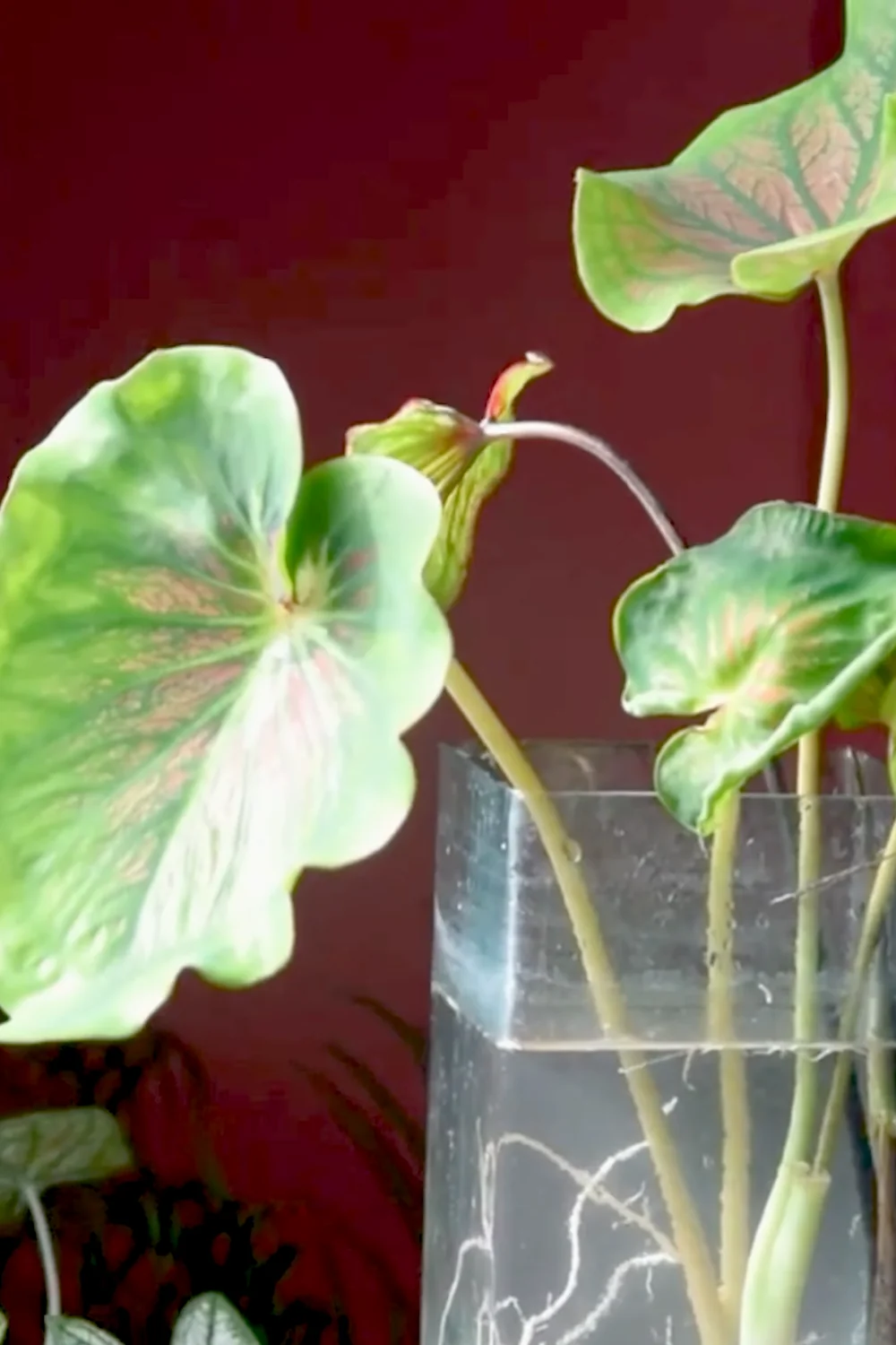 32 Amazing Indoor Plants That Grow in Water screenshot 22