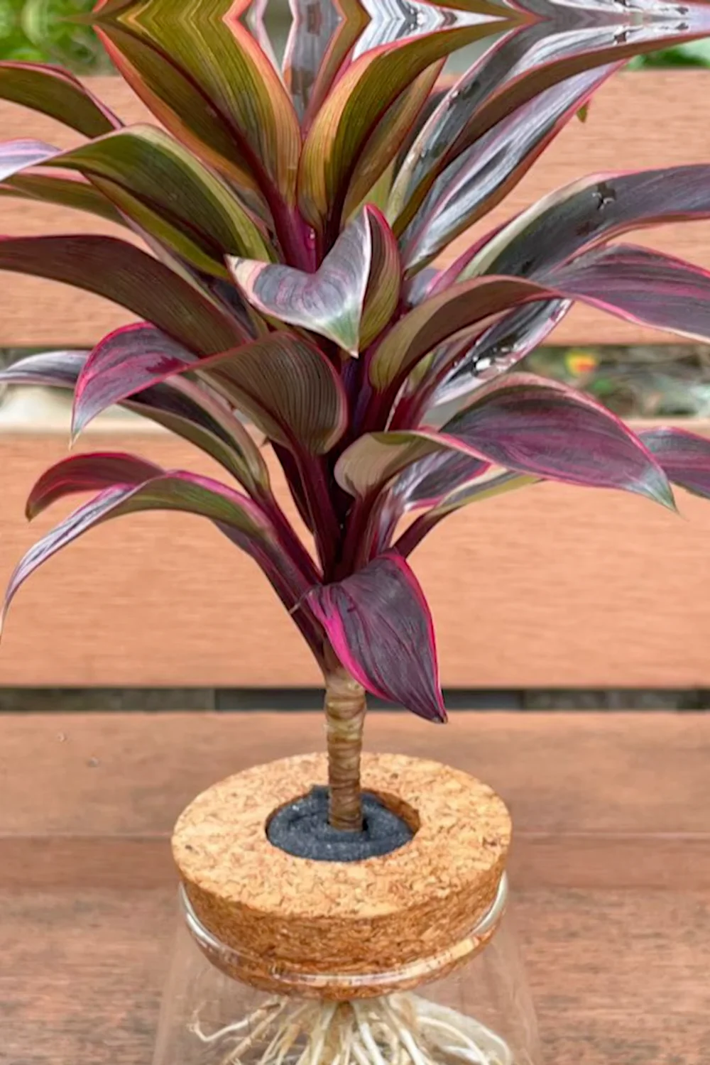 32 Amazing Indoor Plants That Grow in Water screenshot 24