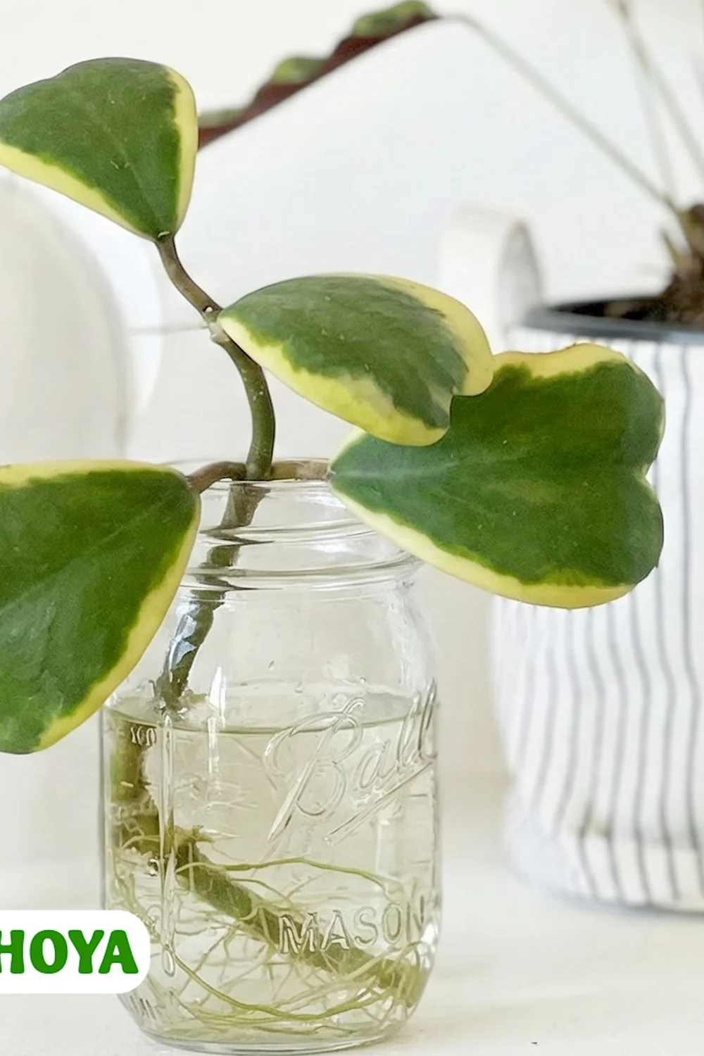 32 Amazing Indoor Plants That Grow in Water screenshot 25