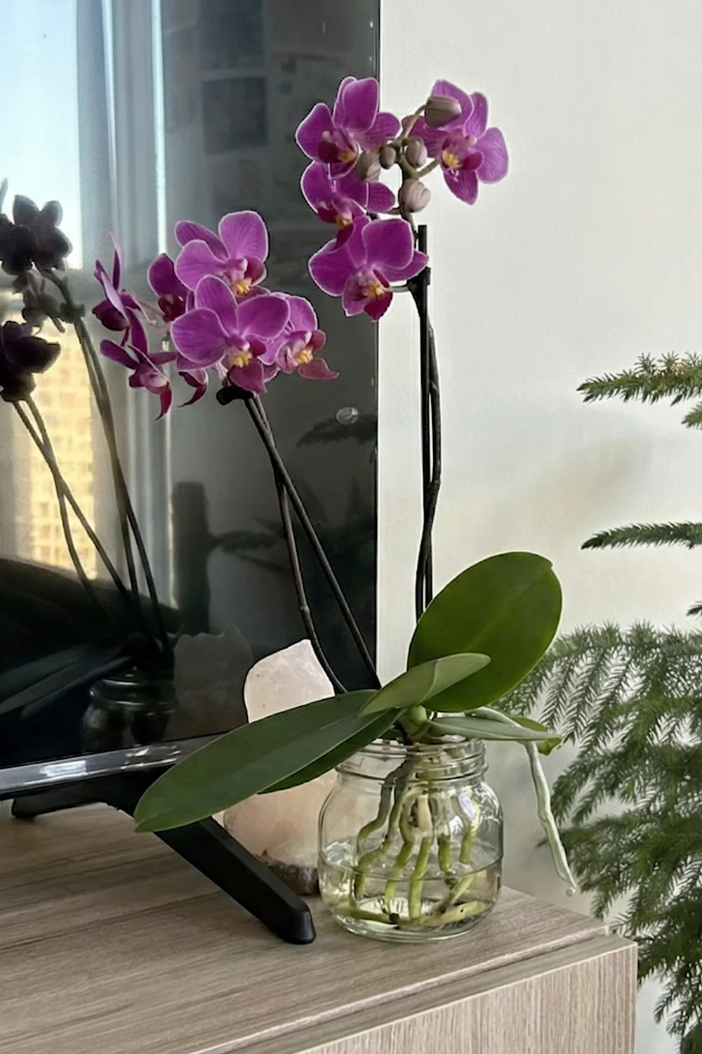 32 Amazing Indoor Plants That Grow in Water screenshot 26