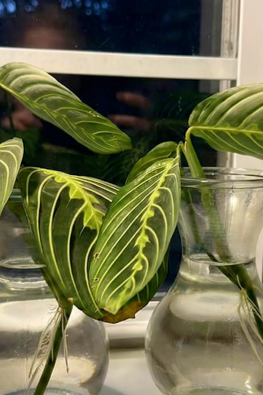 32 Amazing Indoor Plants That Grow in Water screenshot 28