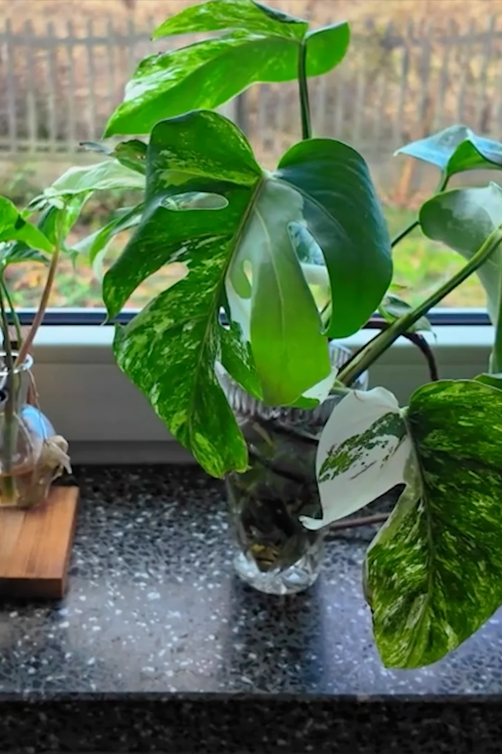 32 Amazing Indoor Plants That Grow in Water screenshot 31