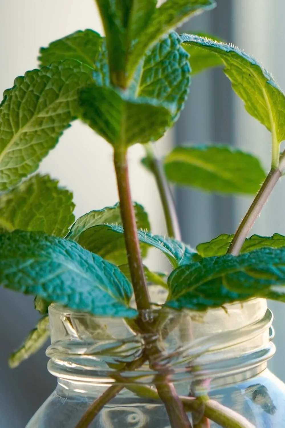 32 Amazing Indoor Plants That Grow in Water screenshot 32