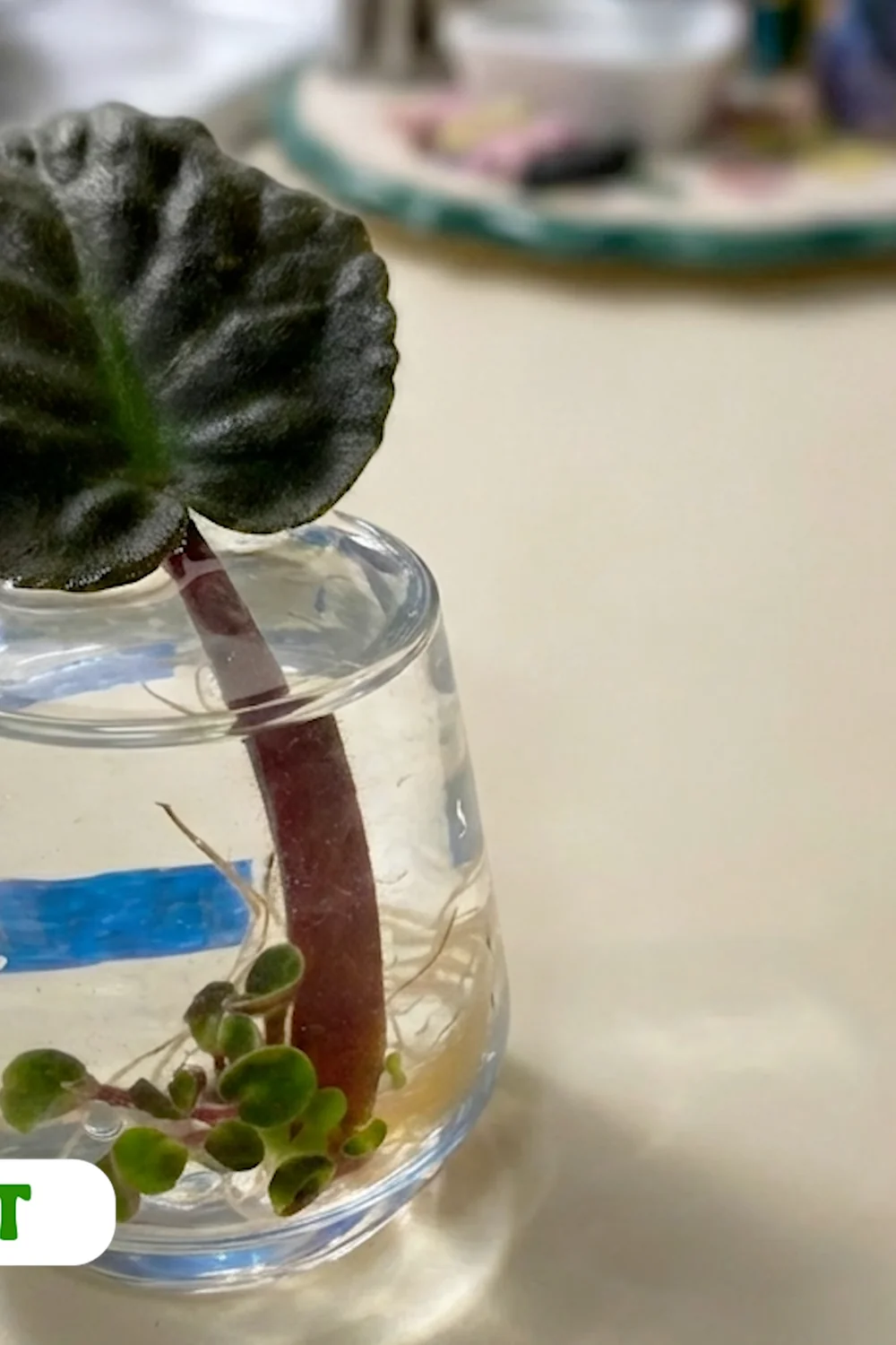 32 Amazing Indoor Plants That Grow in Water screenshot 33