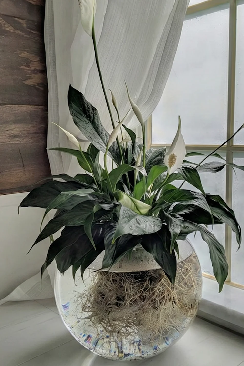32 Amazing Indoor Plants That Grow in Water screenshot 35