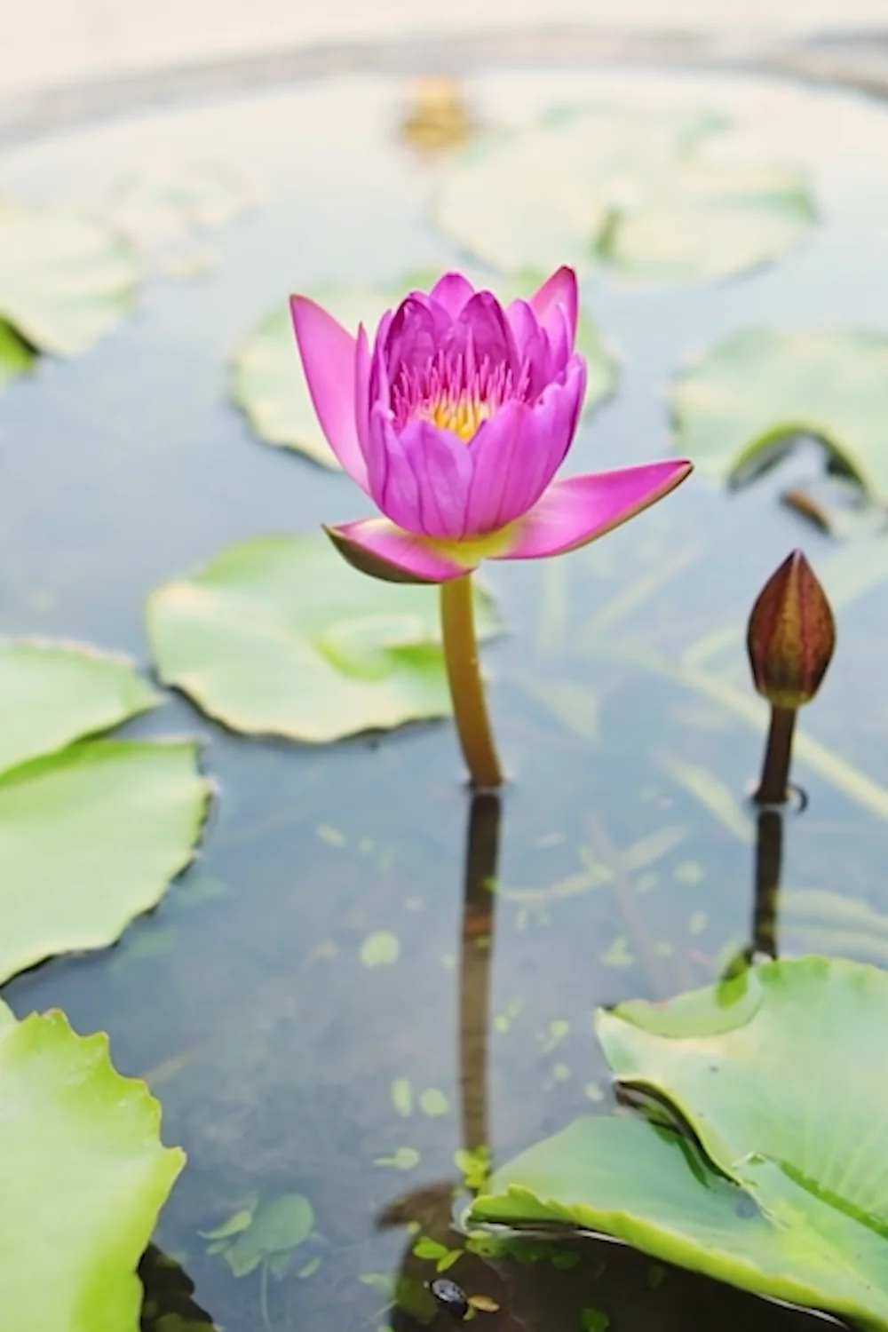 32 Amazing Indoor Plants That Grow in Water screenshot 36