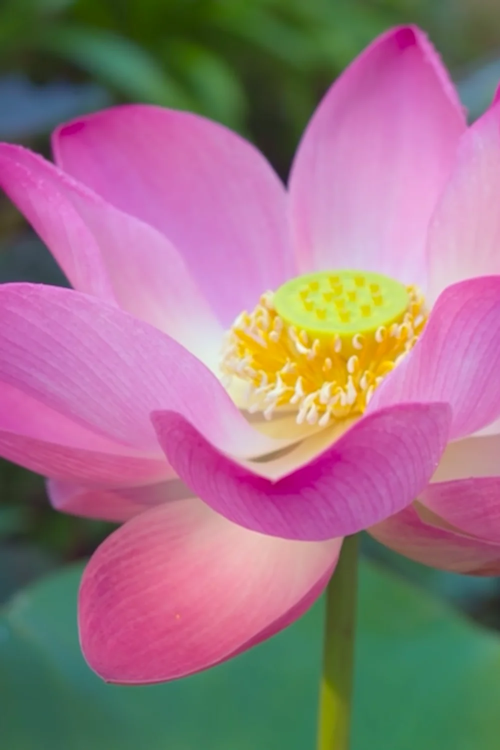 32 Amazing Indoor Plants That Grow in Water screenshot 37