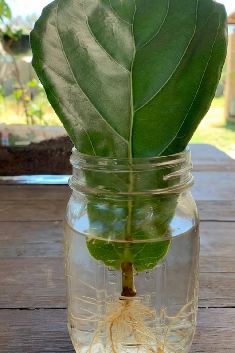 32 Amazing Indoor Plants That Grow in Water screenshot 38