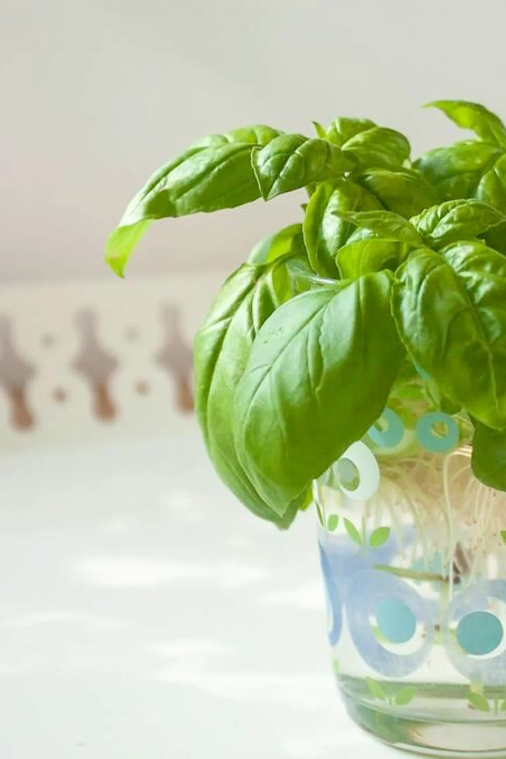 32 Amazing Indoor Plants That Grow in Water screenshot 39