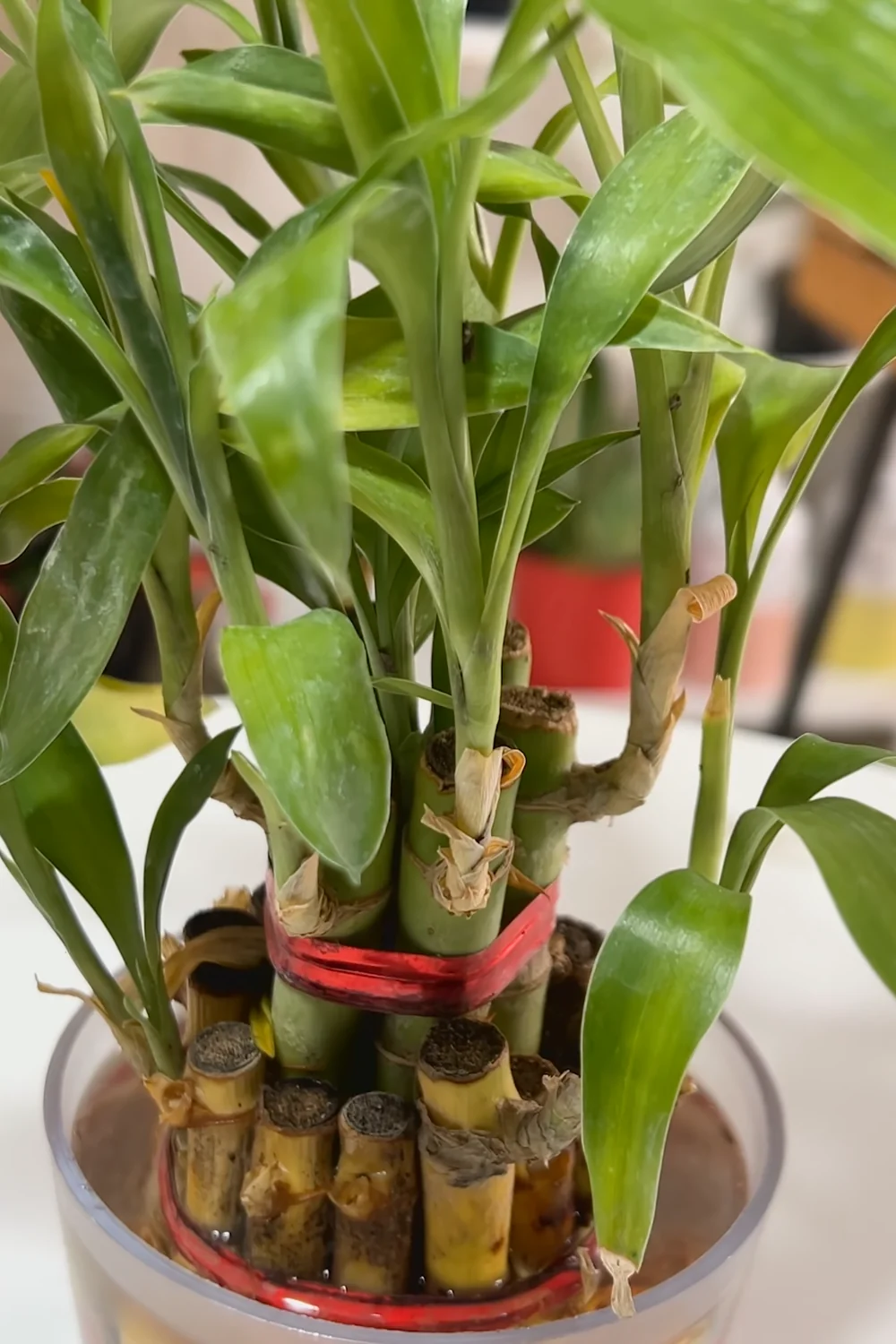 32 Amazing Indoor Plants That Grow in Water screenshot 4