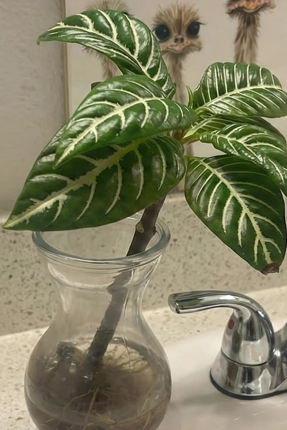 32 Amazing Indoor Plants That Grow in Water screenshot 40