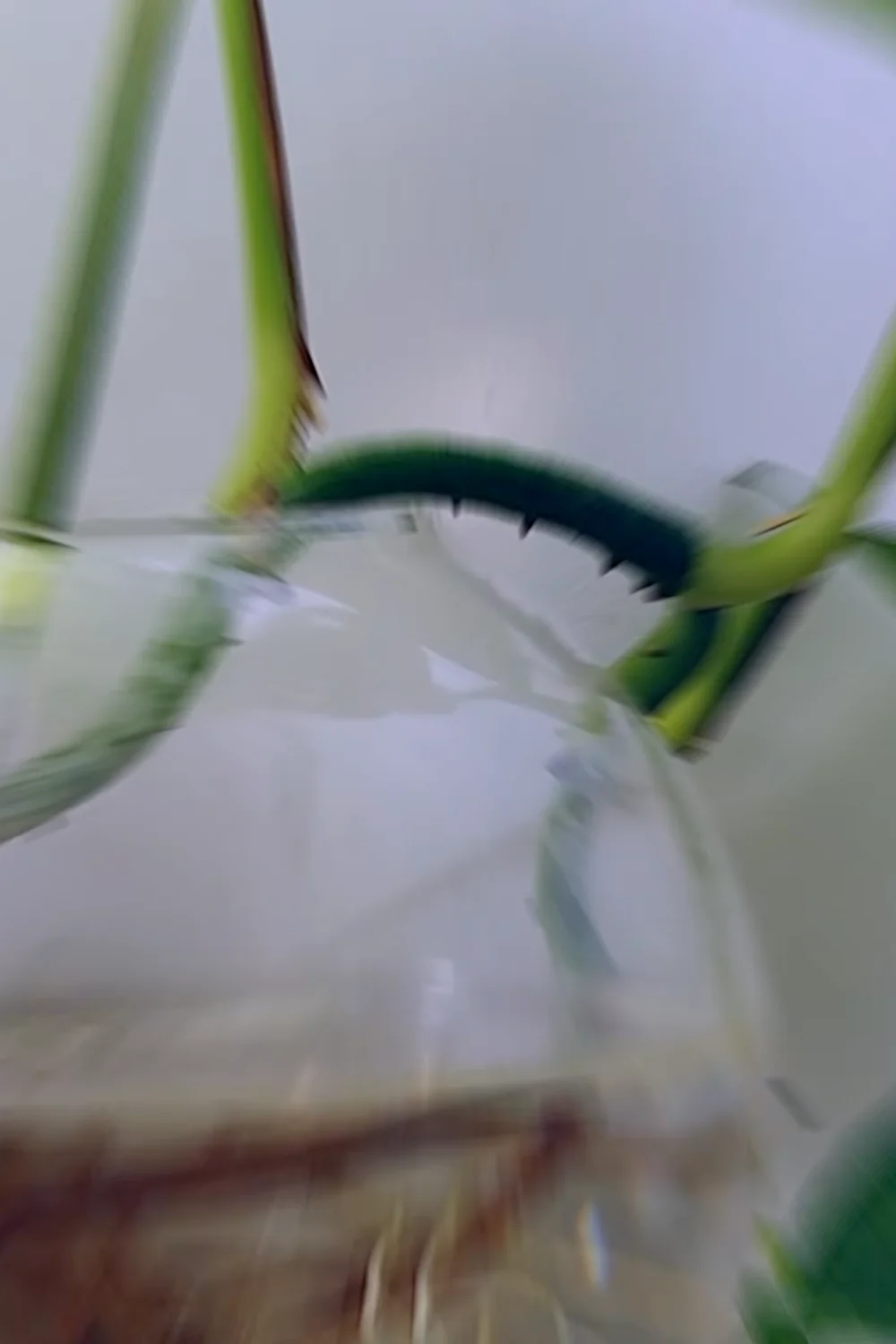 32 Amazing Indoor Plants That Grow in Water screenshot 5