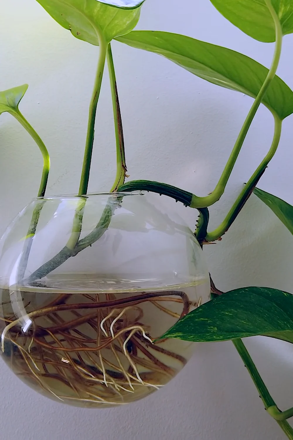 32 Amazing Indoor Plants That Grow in Water screenshot 6