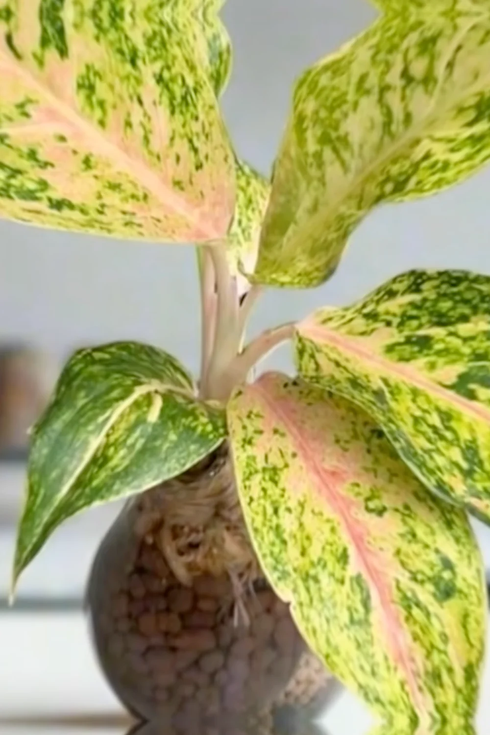 32 Amazing Indoor Plants That Grow in Water screenshot 8