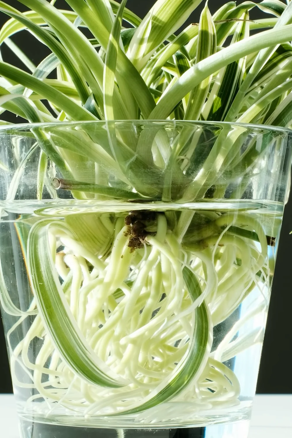 32 Amazing Indoor Plants That Grow in Water screenshot 9