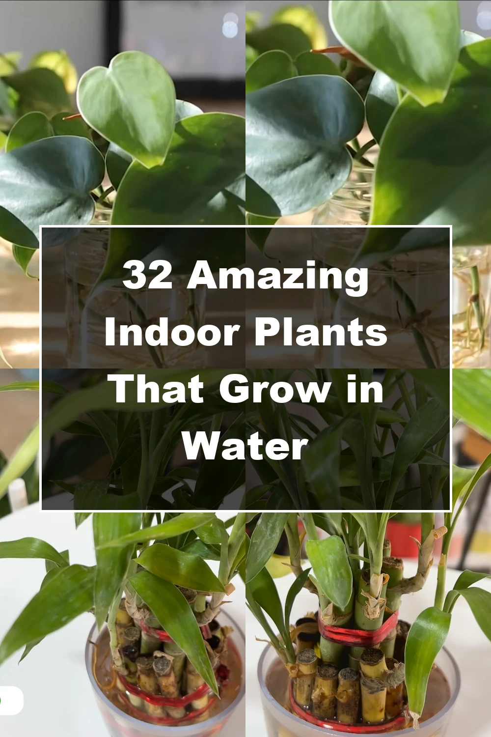 32 Amazing Indoor Plants That Grow in Water - Featured Image