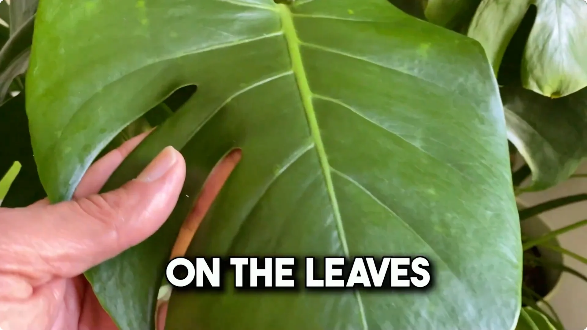 7 Common Monstera Care Mistakes and Easy Fixes screenshot 2