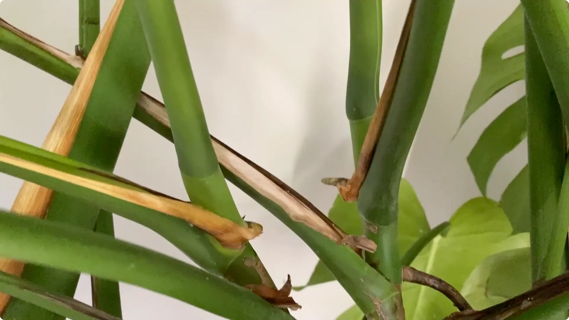 7 Common Monstera Care Mistakes and Easy Fixes screenshot 3