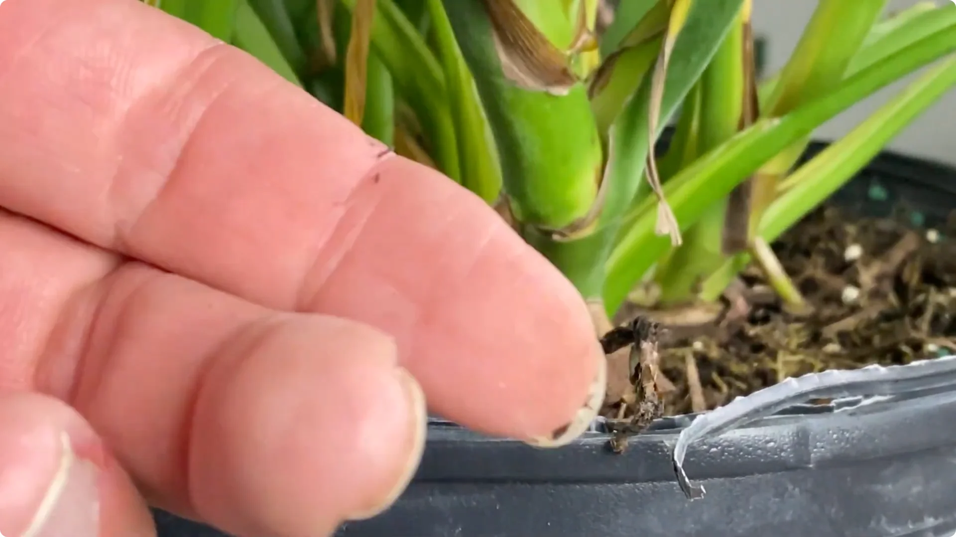 7 Common Monstera Care Mistakes and Easy Fixes screenshot 4