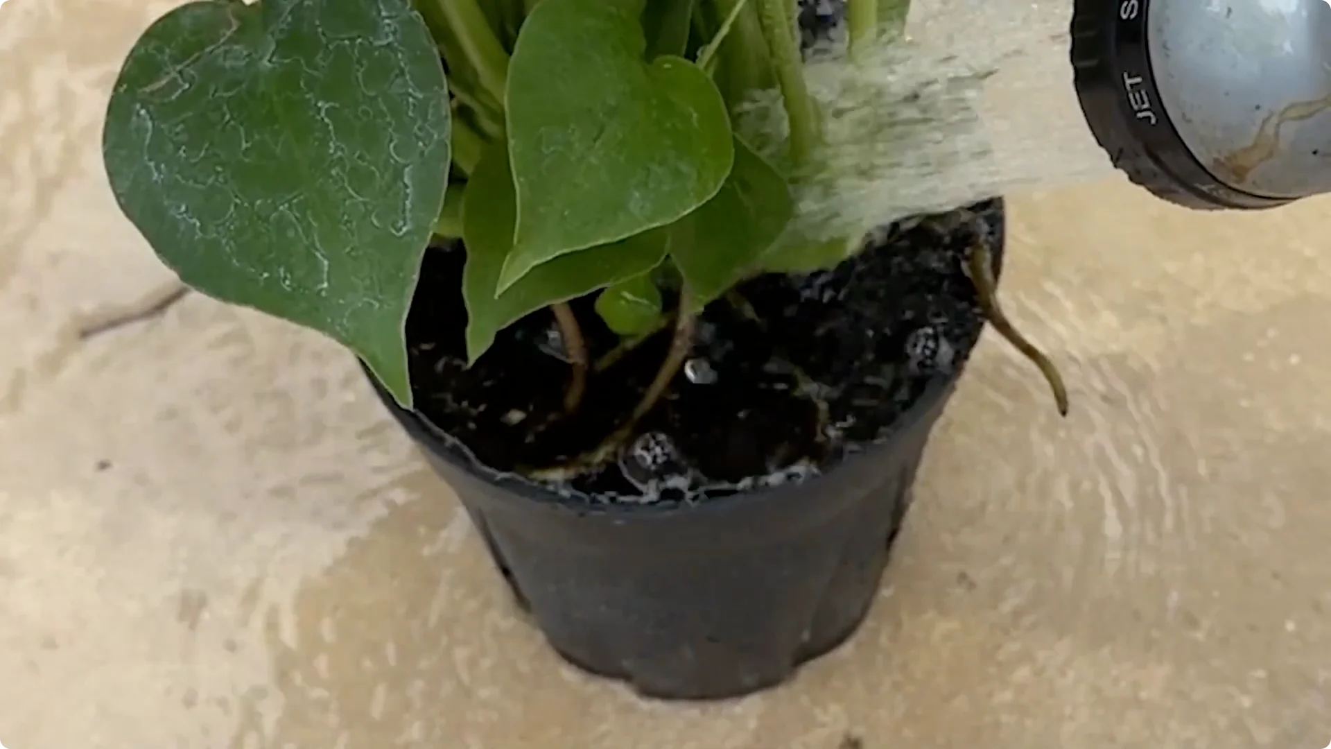 7 Common Monstera Care Mistakes and Easy Fixes screenshot 5