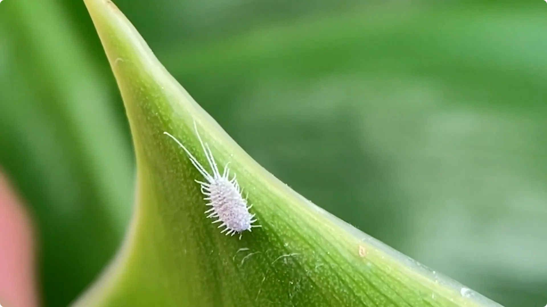 7 Common Monstera Care Mistakes and Easy Fixes screenshot 6